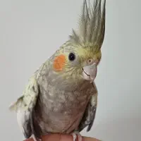 عروس هلندی|پرنده|بندر انزلی, مسکن مهر|دیوار