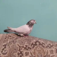 کبوتر کله دم قهوه ای با کله زرد