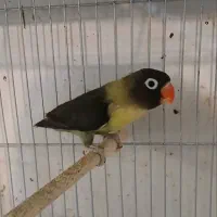 جفت کوتوله‌ مولد یووینگ و یقه زرد ماسکت با جوجه|پرنده|قم, مهر آباد|دیوار