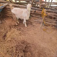 حیوانات مزرعه