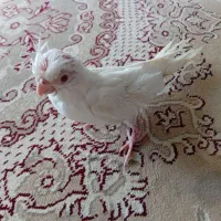 جوجه عروس سرلاکی البینیو وقت دست کردند هست