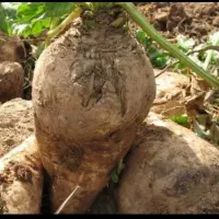 چغندرقند برای دام