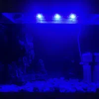 آکواریوم خانگی