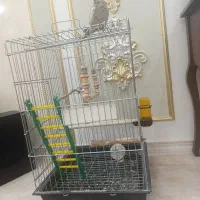 عروس هلندی نر