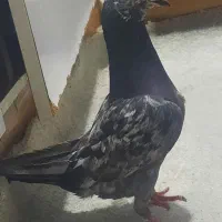 کبوتر|پرنده|بندرلنگه, |دیوار