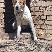 سگ یک**ساله