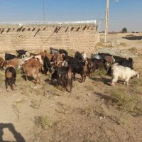 بز نر و ماده آبستن