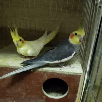 عروس هلندی مولد جوجه داده|پرنده|تهران, هاشمی|دیوار