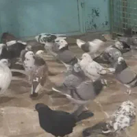 کفتر (گنجه بر)