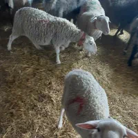 میش لاکن|حیوانات مزرعه|قلعه نو, |دیوار