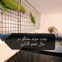 طوطی سانان|پرنده|بوکان, |دیوار