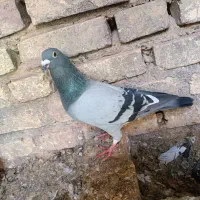 پلاکی|پرنده|مهریز, |دیوار