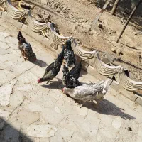 ۶عدد مرغ. یک عدد خروس.  نژاد گلین|پرنده|مشهد, ابرغن|دیوار