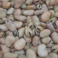 باقالی تازه و بسیار خوشپخت