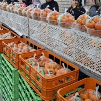 استخدام نیروی خانم جهت بسته بندی میوه