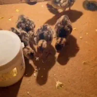 جوجه بوقلمو