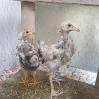 مرغ و خروس۳ماهه