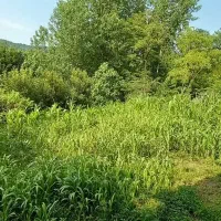 اسکان  و بوم گردی لفور|اجارهٔ کوتاه‌مدت ویلا و باغ|آلاشت, |دیوار