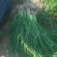 تیم پیاز درجه یک