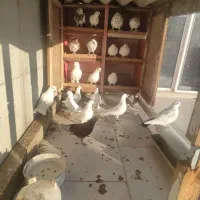 کبوتر|پرنده|شیرگاه, |دیوار