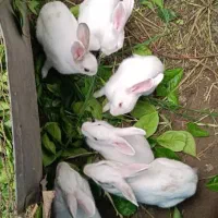 خرگوش چشم شرابی