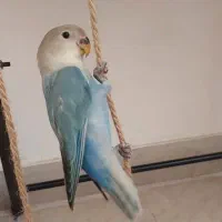 پرنده ای گمشده به نام فلوفی