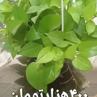 گل های زیبا|گل و گیاه طبیعی|گلستان (تهران), |دیوار
