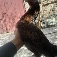 خروس و مرغ