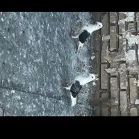 کبوتر خال