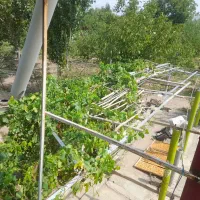 باغ ۲۰۰۰متردر اراضی مرندبه قیمت ۱۴۰۰۰۰۰۰۰۰تومان|فروش دفتر صنعتی، کشاورزی، تجاری|مرند, |دیوار