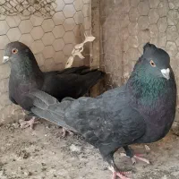 دو جفت کفتر پرشی