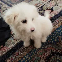 سگ شیتزو|سگ|مشهد, مقدم|دیوار