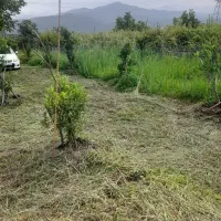 علفتراشی هرس سمپاشی علف زنی