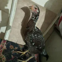 مرغ لاری نسل دار