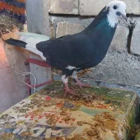 کفترشازده|پرنده|نجفآباد, یزدانشهر|دیوار