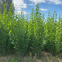 خرید نهال صنوبر با ارسال سریع|خدمات باغبانی و درختکاری|قزوین, |دیوار