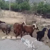 بره نر افشاری