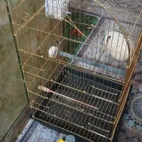 قفس سلطنتی پرنده با جزئیات کامل