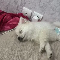 سگ با وسیله کامل و آموزش دیده|سگ|بندرعباس, |دیوار