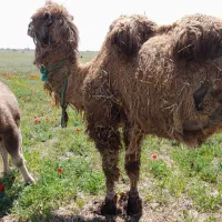 شتر دوکوهانهمادر به همراه بچه اش نر بق