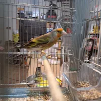 سهره قناری دهن دار قرص قرص زنگی زنگی