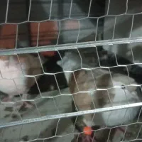 کفتر|پرنده|بیرجند, |دیوار