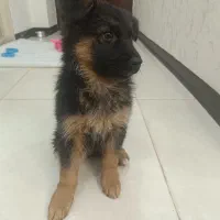 ژرمن شپرد شیبدار مو بلند کینگ بدون ریزش مو...|سگ|پاکدشت, پاکدشت (مامازند)|دیوار