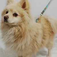 پامرین روباهی