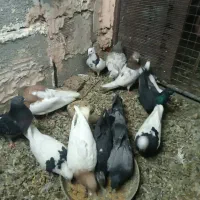 کبوتر سالم پرشی|پرنده|عجب شیر, |دیوار