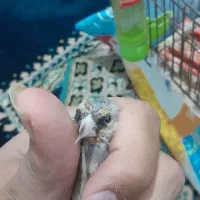 سهره دهبکری|پرنده|جیرفت, |دیوار