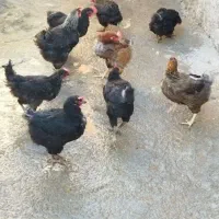 چند عدد مرغ تخمگذار|حیوانات مزرعه|سیوان, |دیوار