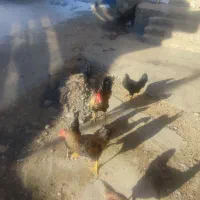 تعدادی. مرغ و خروس محلی   درجه یک|حیوانات مزرعه|چالدران, |دیوار