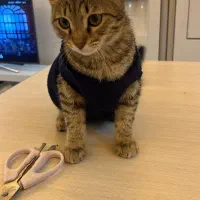 گربه پنج ماهه جهت واگذاری