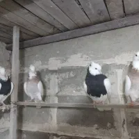 کبوتر|پرنده|دیواندره, |دیوار